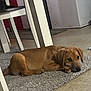 animal, brown, canine, carpet, cute, dog, domestic_animal, floor, furniture, home, indoor, looking, lying_down, paw, pet, puppy, relaxed, resting, table, young