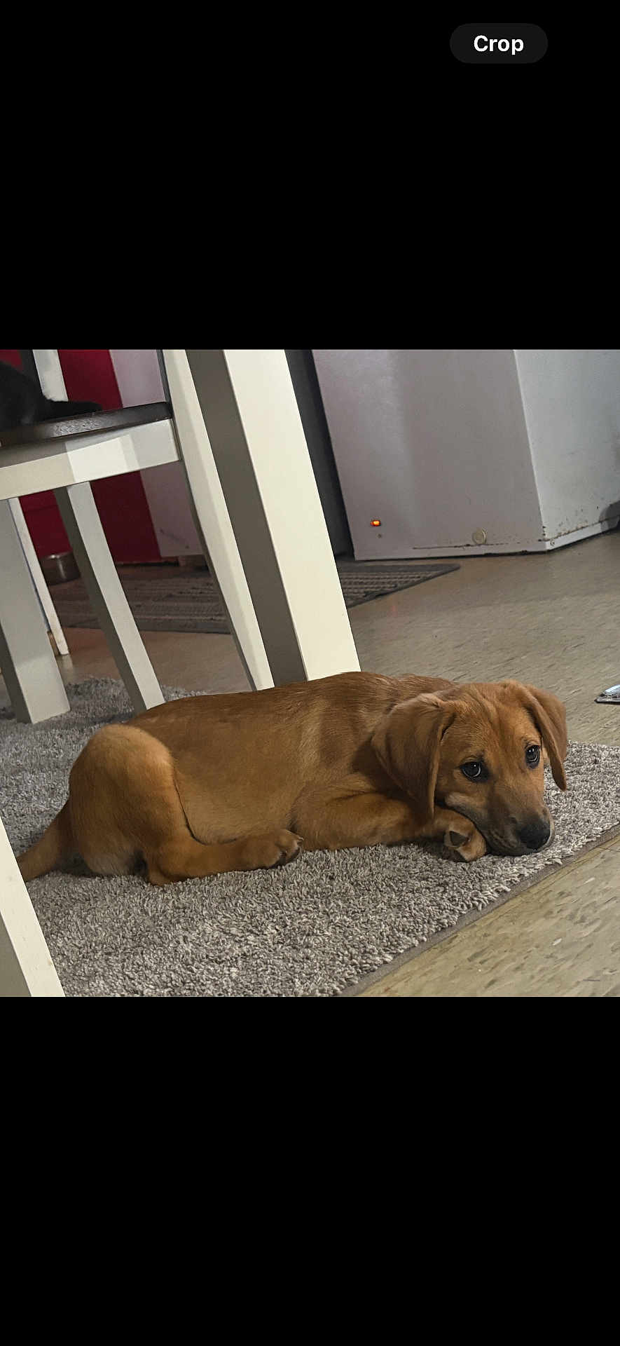 Rufus
