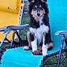 dog, lawn_chair, outdoor, grass, pet, animal, tri_color, furry, seated, yellow_chair, turquoise, relaxing, summer, backyard, canine, nature, metal_frame, resting, domestic_animal, daylight