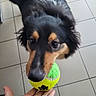 dog, tennis_ball, hand, indoor, floor_tiles, pet, black_and_tan, playing, fetch, animal, fur, ears, eyes, nose, mouth, paw_print, toy, waiting, cute, companion