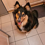 Arlo participe au concours pour gagner de l'argent avec cette photo : dog, pet, kitchen, floor, tile, smiling, happy, fur, ears, animal, indoor, canine, looking_up, black_and_tan, cabinet, mat, domestic, friendly, cute, companion