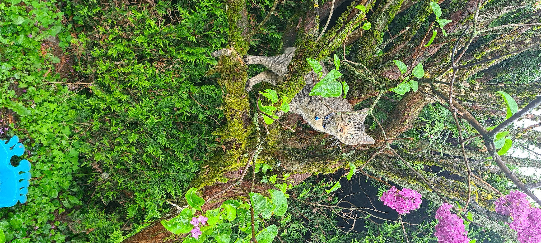 Tigrou participe au concours pour gagner de l'argent avec cette photo : annual_plant, botany, flower, forest, grass, groundcover, landscape, leaf, natural_environment, natural_landscape, nature_reserve, non_vascular_land_plant, plant, plant_community, shrub, soil, terrestrial_animal, terrestrial_plant, trunk, wood