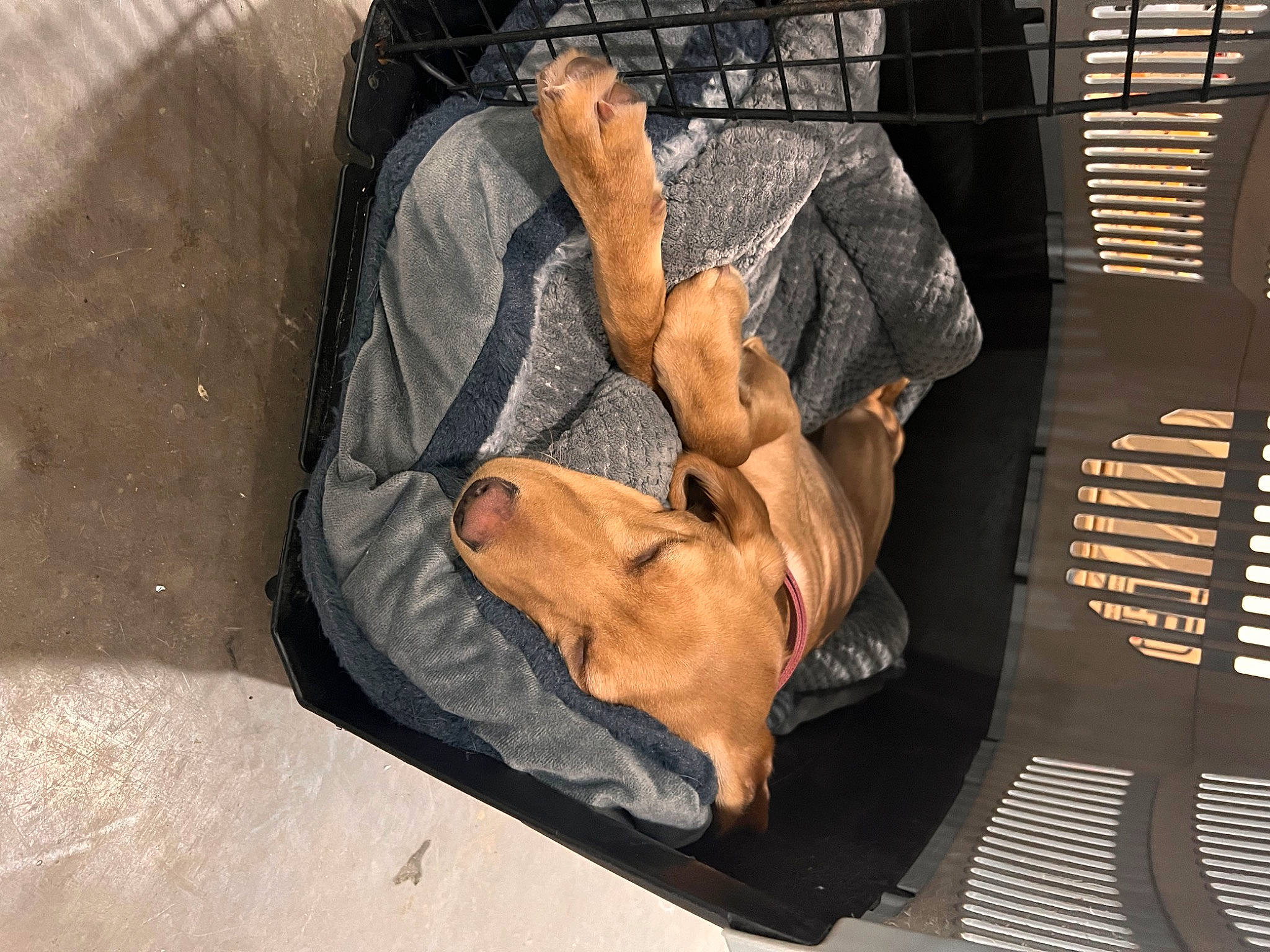 Berkley is registered to the contest to win money with this photo: canidae, carnivore, chair, comfort, companion_dog, denim, dog, dog_breed, fawn, foot, fur, gesture, human_body, human_leg, knee, linens, snout, sporting_group, thigh, wrist