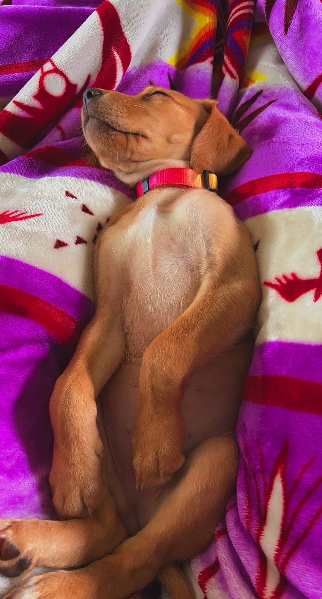 Berkley joined the competition — help win amazing prizes! abdomen, barechested, carnivore, chest, comfort, companion_dog, dog, dog_breed, dog_supply, fawn, human_leg, magenta, navel, pet_supply, pink, stomach, thigh, trunk, undergarment