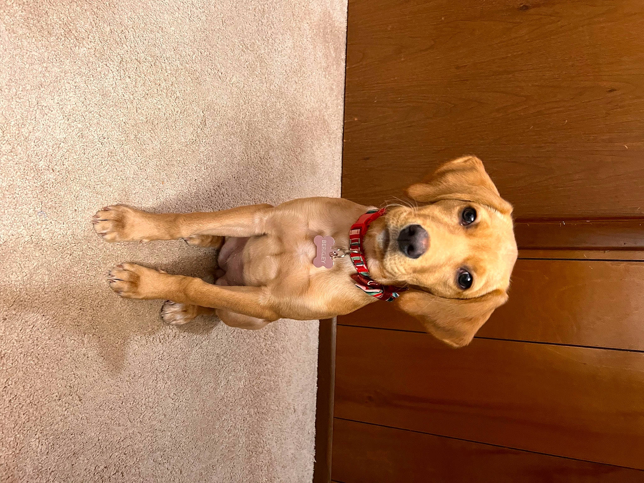 Berkley is registered to the contest to win money with this photo: canidae, carnivore, companion_dog, dog, dog_breed, dog_collar, dog_supply, fawn, flooring, hardwood, non_sporting_group, snout, sporting_group, wood, working_animal