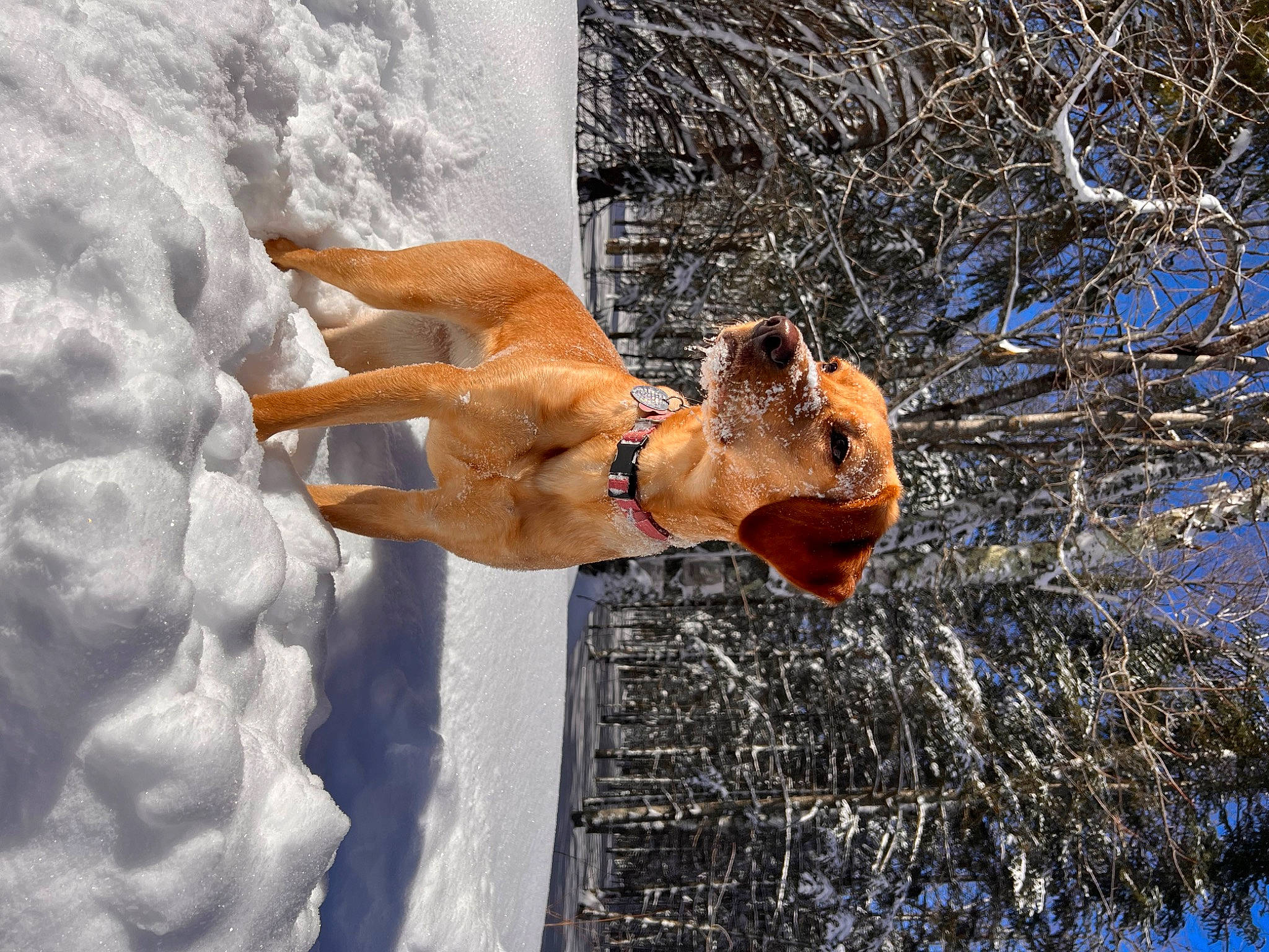 Berkley joined the competition — help win amazing prizes! barechested, fawn, freezing, frost, fun, fur, hand, human_body, people_in_nature, plant, snow, sunglasses, tail, tree, trunk, twig, window, winter, wood