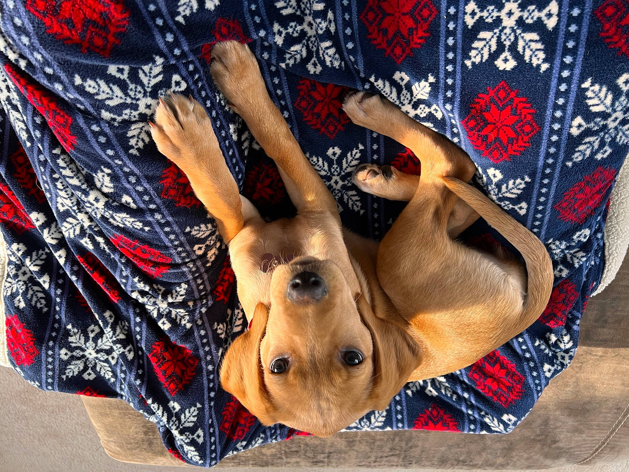 Berkley joined the competition — help win amazing prizes! art, carmine, carnivore, companion_dog, dog, dog_breed, electric_blue, fawn, flesh, foot, fun, fur, gesture, human_leg, linens, nail, paint, pattern, visual_arts, working_animal