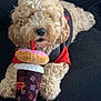animal, black_couch, coffee_cup, companion, curly_fur, cute, dog, donut, fur, home, indoor, paws, pet_clothing, playful, plush_toy, relaxed, resting, small_dog, snout, toy