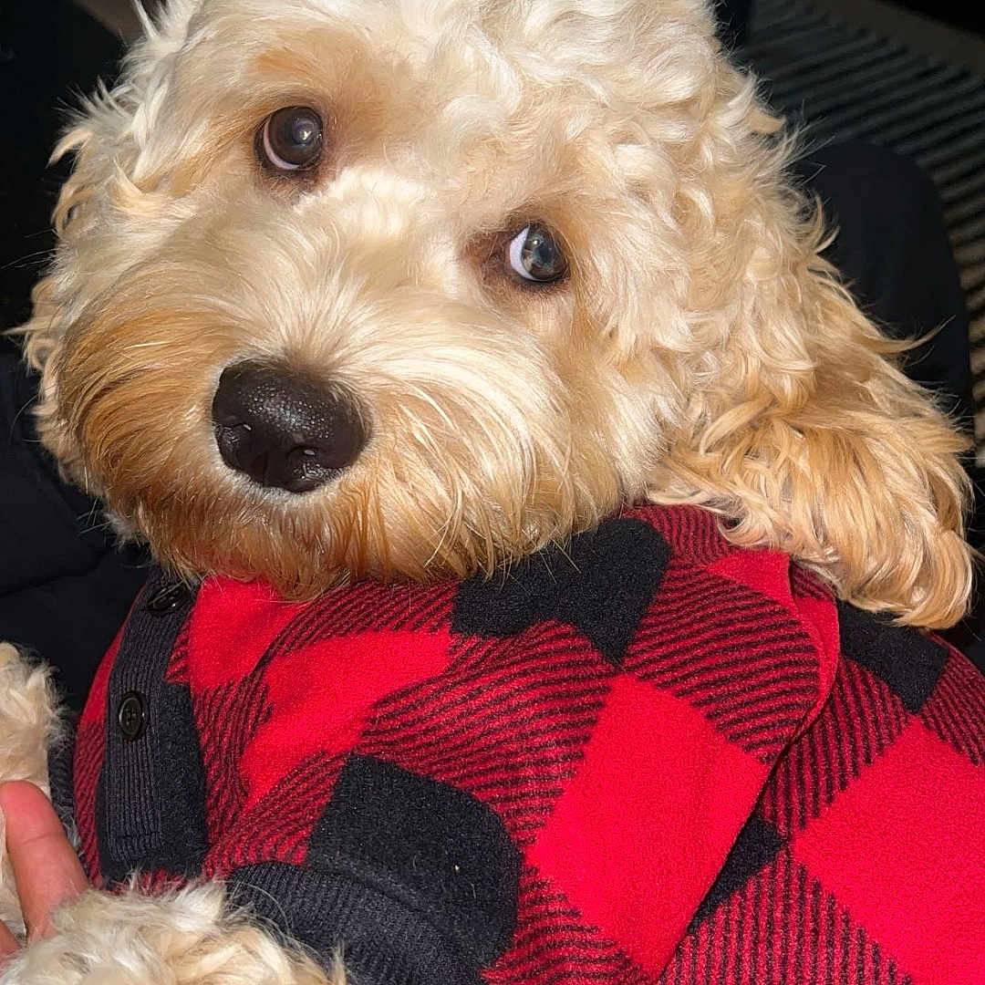 Benji joined the competition — help win amazing prizes! animal, ball, blanket, canine, couch, cushion, dog, face, football, furniture, head, homedecor, person, pet, photography, poodle, portrait, puppy, terrier, whitedog