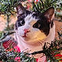 Wallee participe au concours pour gagner de l'argent avec cette photo : cat, black_and_white, close_up, christmas_tree, greenery, branches, holiday, decorations, pet, curious, whiskers, indoor, animal, feline, face, eyes, nose, cute, festive, nature