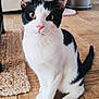 Wallee a rejoint le concours — aidez-le/la à gagner de superbes lots ! cat, black_and_white, indoor, floor, pet, animal, whiskers, pink_nose, curious, sitting, wooden_floor, domestic_cat, feline, cute, portrait, young_cat, ears, tail, houseplant, rug