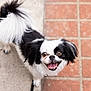 Starla is registered to the contest to win money with this photo: adorable, animal, black_and_white, canine, companion, concrete, cute, dog, ears, fluffy_tail, friendly, happy, looking_up, mammal, outdoor, pet, playful, small_dog, tiles, tongue_out