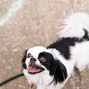Starla is registered to the contest to win money with this photo: adorable, animal, black_and_white, canine, close_up, companion, concrete, cute, dog, excited, fluffy_tail, friendly, happy, leash, looking_up, mammal, outdoor, pet, small_dog, tongue_out