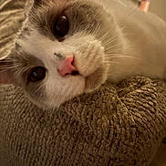 Blue is registered to the contest to win money with this photo: cat, close_up, face, blue_eyes, pink_nose, whiskers, knitted_texture, cozy, indoor, pet, feline, curious, resting, soft_light, fur, animal, portrait, cute, warm, relaxed