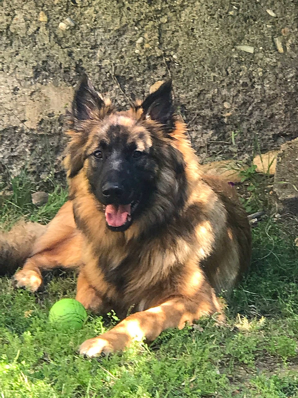 Pumpkin a rejoint le concours — aidez-le/la à gagner de superbes lots ! bohemian_shepherd, canidae, carnivore, companion_dog, dog, dog_breed, east_european_shepherd, fang, fawn, german_shepherd_dog, grass, herding_dog, king_shepherd, old_german_shepherd_dog, plant, snout, sporting_group, terrestrial_animal, tervuren, working_dog