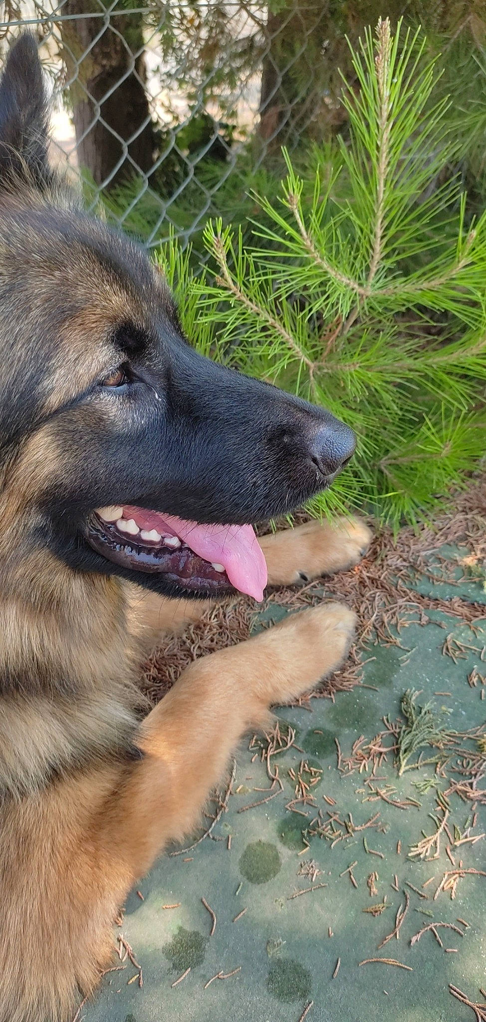 Pumpkin a rejoint le concours — aidez-le/la à gagner de superbes lots ! canidae, carnivore, collar, companion_dog, dog, dog_breed, fawn, foot, german_shepherd_dog, grass, herding_dog, king_shepherd, old_german_shepherd_dog, plant, snout, sporting_group, terrestrial_animal, terrestrial_plant, whiskers, working_animal