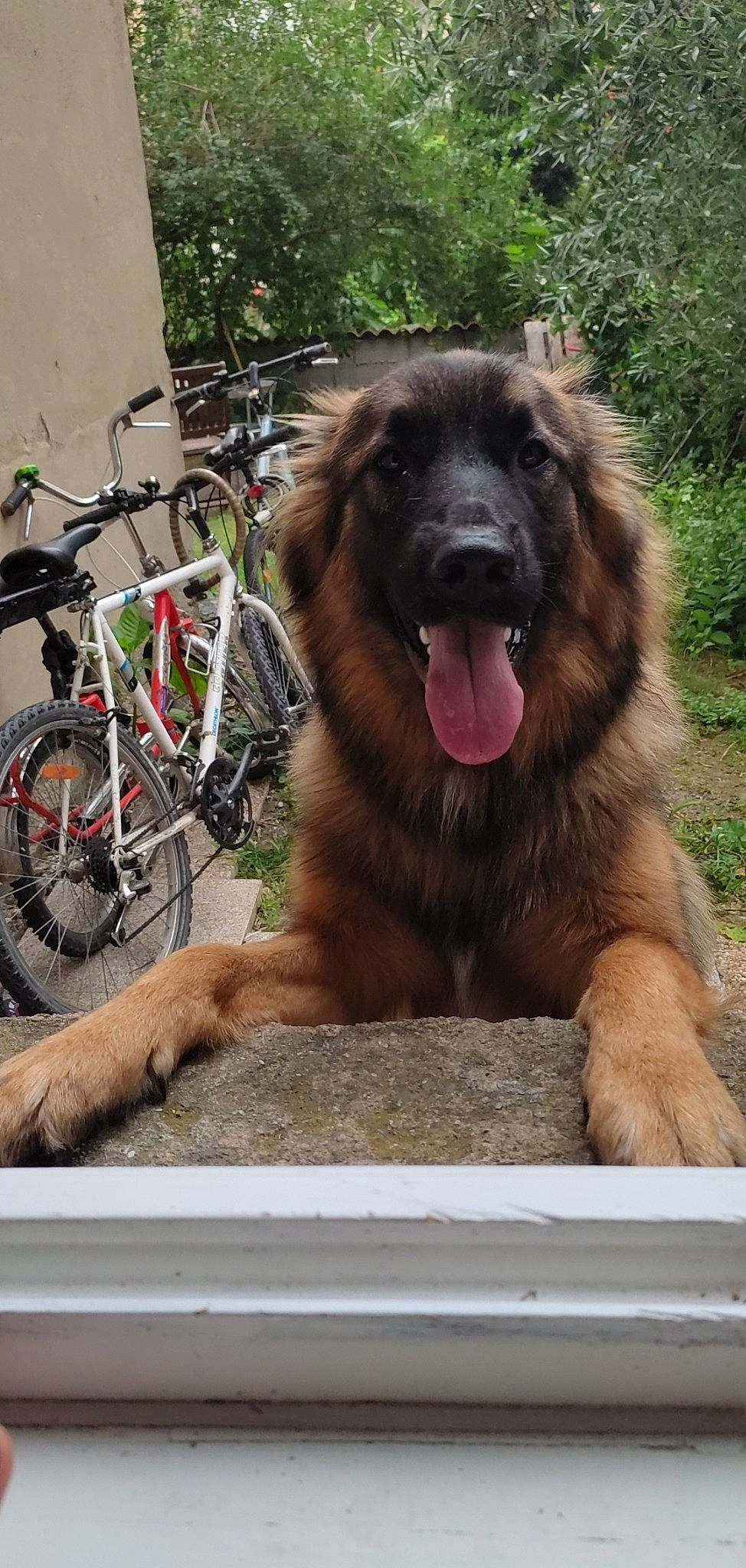 Pumpkin participe au concours pour gagner de l'argent avec cette photo : bicycle, bicycle_fork, bicycle_frame, bicycle_handlebar, bicycle_saddle, bicycle_seatpost, bicycle_tire, bicycle_wheel, bicycle_wheel_rim, bicycles_equipment_and_supplies, carnivore, companion_dog, crankset, dog, dog_breed, plant, snout, tire, vehicle, wheel