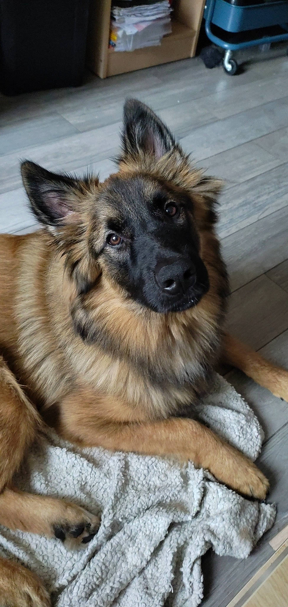 Pumpkin participe au concours pour gagner de l'argent avec cette photo : ancient_dog_breeds, canidae, carnivore, companion_dog, dog, dog_breed, east_european_shepherd, fawn, fur, german_shepherd_dog, herding_dog, king_shepherd, old_german_shepherd_dog, pet_supply, snout, sporting_group, terrestrial_animal, tervuren, whiskers, working_dog