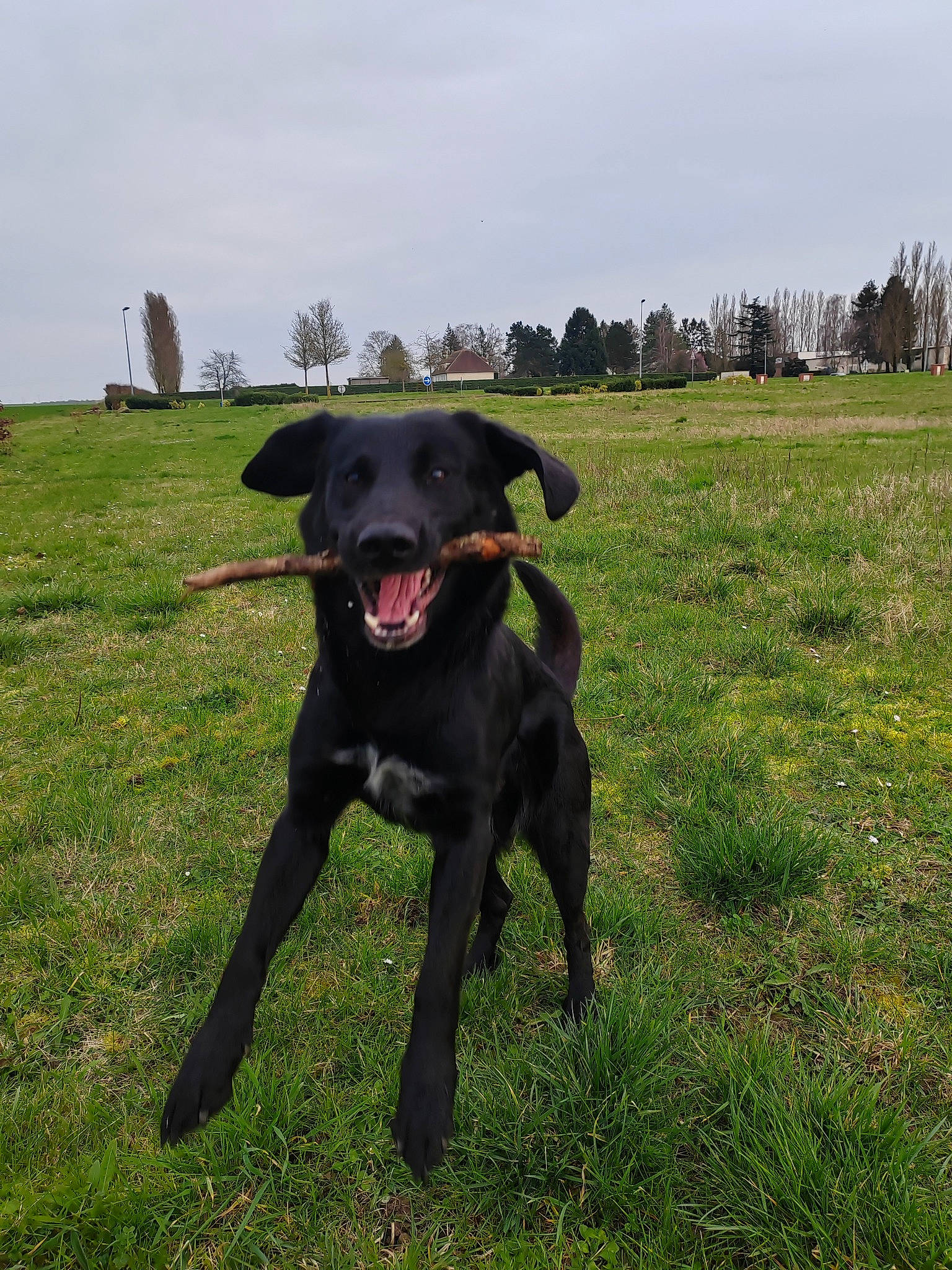 Spyko participe au concours pour gagner de l'argent avec cette photo : borador, carnivore, cloud, collar, companion_dog, dog, dog_breed, dog_collar, fawn, grass, grassland, gun_dog, hat, liver, plant, retriever, sky, snout, tree, working_animal