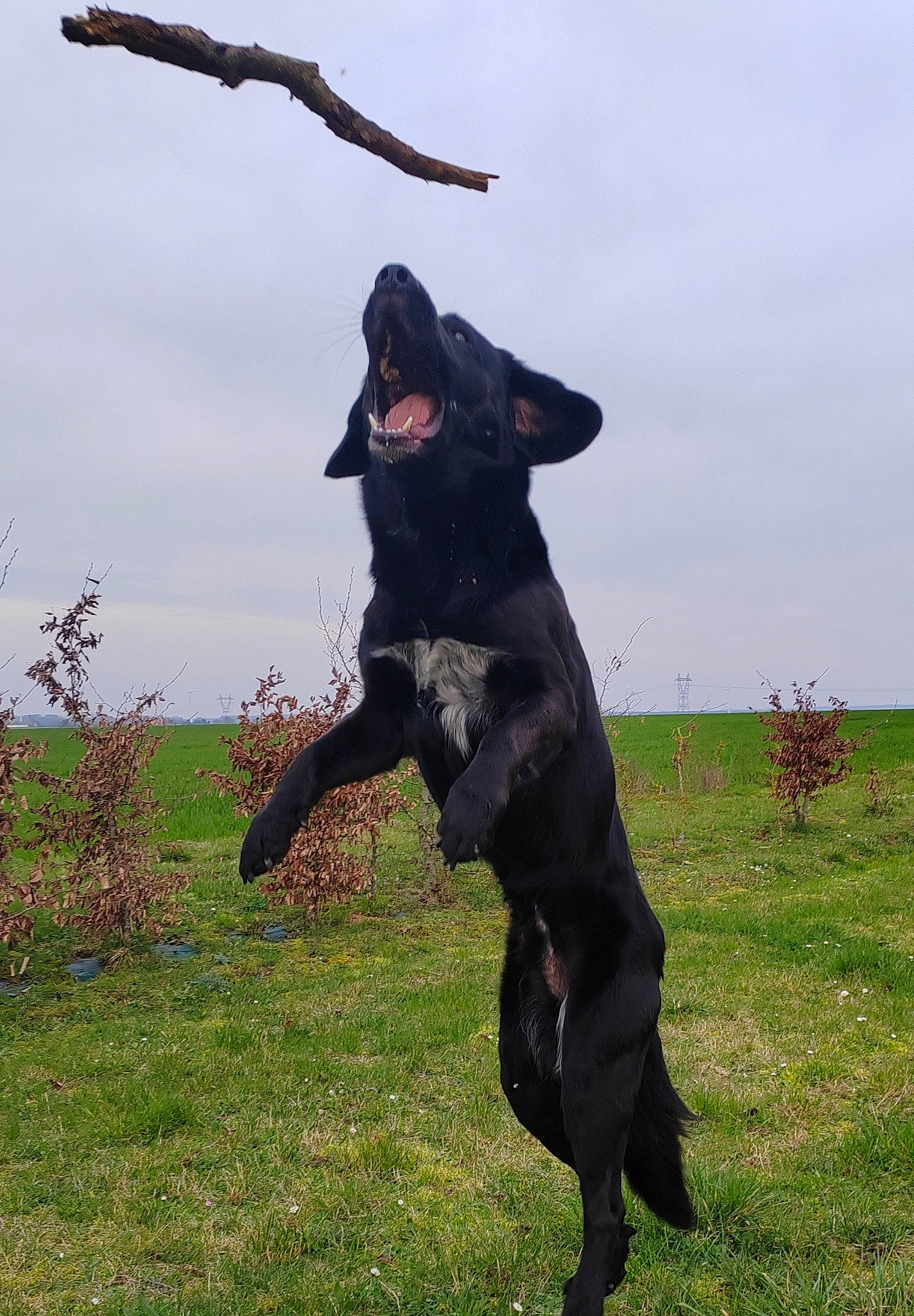 Spyko participe au concours pour gagner de l'argent avec cette photo : animal_sports, carnivore, cloud, collar, companion_dog, dog, dog_breed, dog_collar, grass, grassland, guard_dog, hat, hunting_dog, plant, sky, sporting_group, terrestrial_animal, tree, working_animal, working_dog