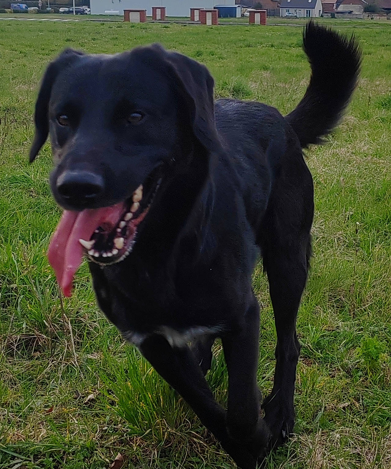 Spyko participe au concours pour gagner de l'argent avec cette photo : borador, canidae, carnivore, collar, companion_dog, dog, dog_breed, dog_collar, grass, guard_dog, gun_dog, hunting_dog, labrador_retriever, liver, plant, retriever, snout, tail, working_animal, working_dog