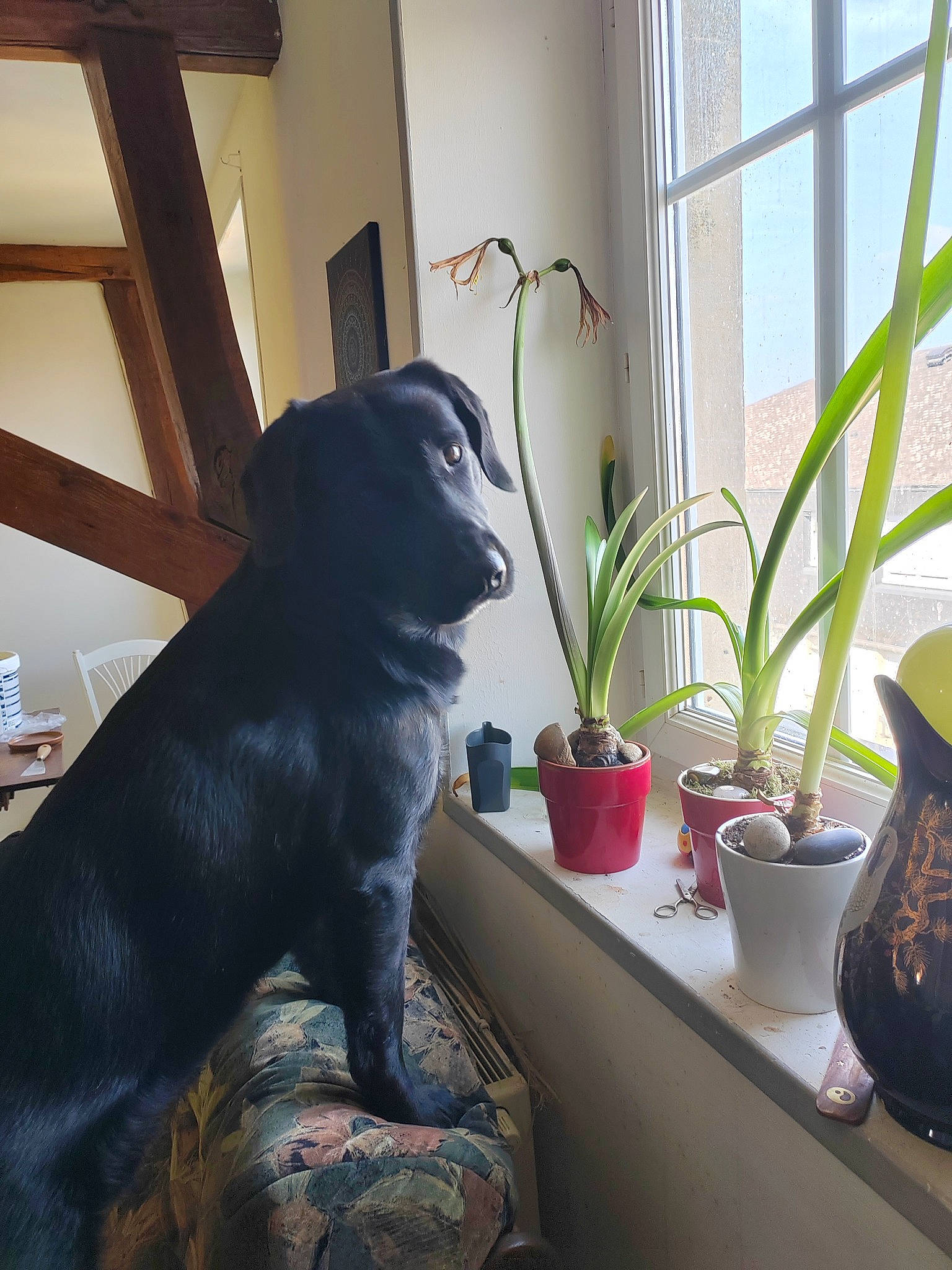 Spyko participe au concours pour gagner de l'argent avec cette photo : canidae, carnivore, comfort, companion_dog, couch, dog, dog_breed, flooring, flowerpot, hardwood, houseplant, interior_design, plant, snout, sporting_group, tail, terrestrial_plant, window, wood, working_animal