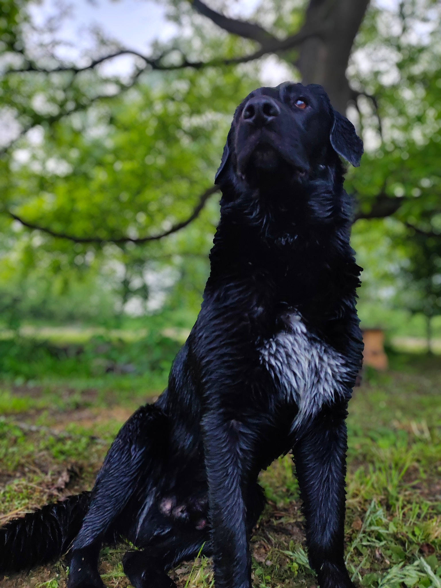 Spyko participe au concours pour gagner de l'argent avec cette photo : borador, canidae, carnivore, companion_dog, dog, dog_breed, dog_collar, fur, grass, gun_dog, hunting_dog, plant, retriever, spaniel, tail, terrestrial_animal, tree, working_animal