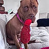 Ginger is registered to the contest to win money with this photo: animal, blanket, brown_dog, canine, collar, couch, cozy, cute, dog, ears, fur, home, indoor, looking, pet, playful, plush_toy, red_toy, sitting, soft