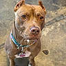 Ginger is registered to the contest to win money with this photo: alert, animal, brown_dog, canine, close_up, collar, concrete_floor, dog, dog_tag, domestic_animal, ears, expression, floor, indoor, looking_up, paws, pet, pet_collar, short_hair, standing