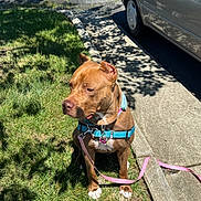 Ginger is registered to the contest to win money with this photo: animal, brown_dog, canine, car, collar, daylight, dog, grass, harness, leash, nature, outdoor, parked_car, pavement, pet, quiet, resting, shadow, sidewalk, sunlight