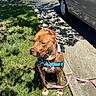 animal, brown_dog, canine, car, collar, daylight, dog, grass, harness, leash, nature, outdoor, parked_car, pavement, pet, quiet, resting, shadow, sidewalk, sunlight