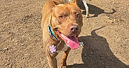 Ginger is registered to the contest to win money with this photo: animal, brown_dog, canine, collar, daylight, dirt_ground, dog, fence, friendly, group, happy, outdoor, park, pet, playful, sunny, tag, tail_up, tongue_out, walking