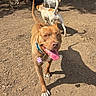 animal, brown_dog, canine, collar, daylight, dirt_ground, dog, fence, friendly, group, happy, outdoor, park, pet, playful, sunny, tag, tail_up, tongue_out, walking