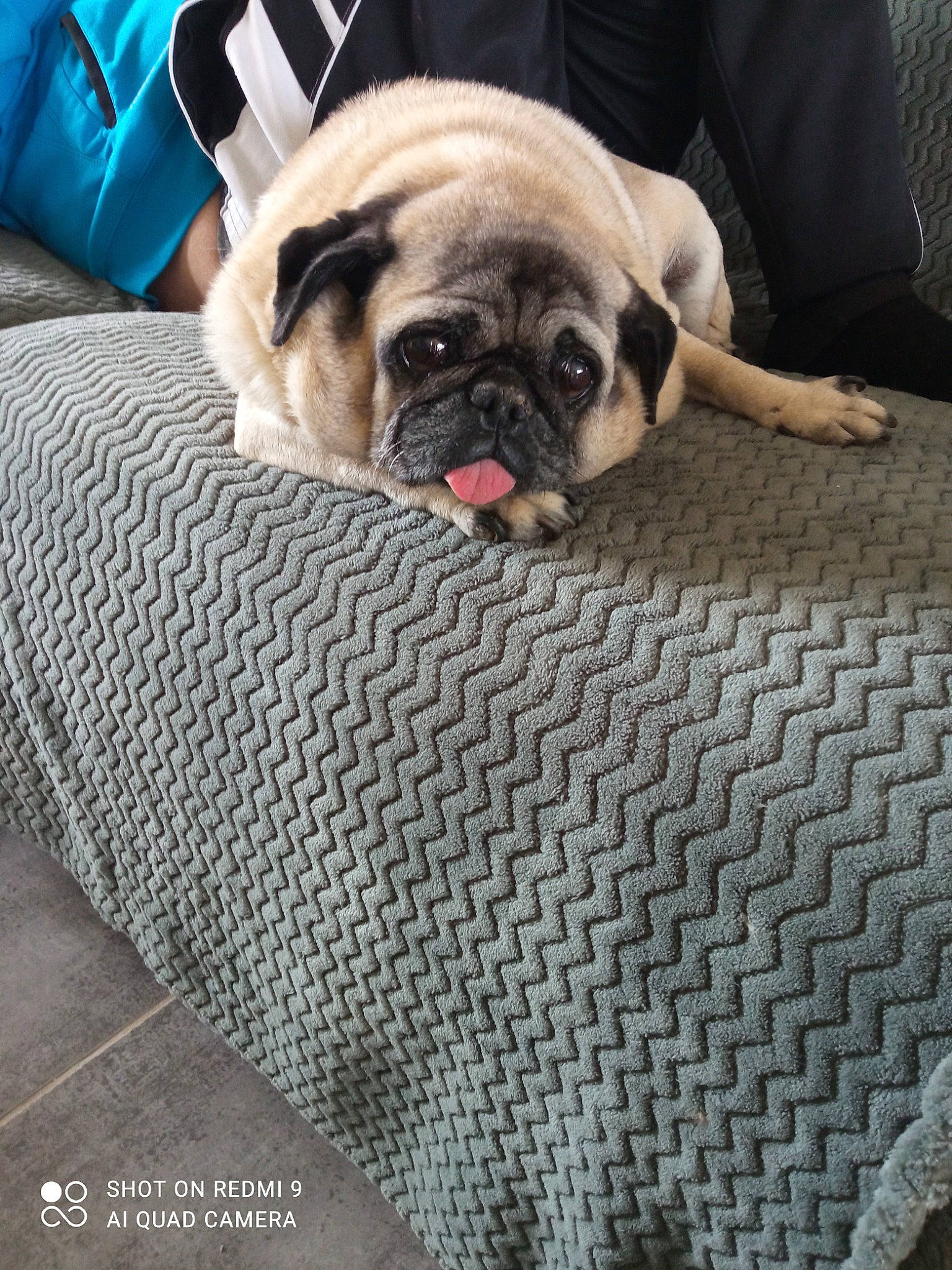 Georges a rejoint le concours — aidez-le/la à gagner de superbes lots ! canidae, carnivore, comfort, companion_dog, dog, dog_breed, fawn, flooring, fur, linens, mammal, pattern, pug, snout, sporting_group, terrestrial_animal, toy_dog, whiskers, working_animal, wrinkle