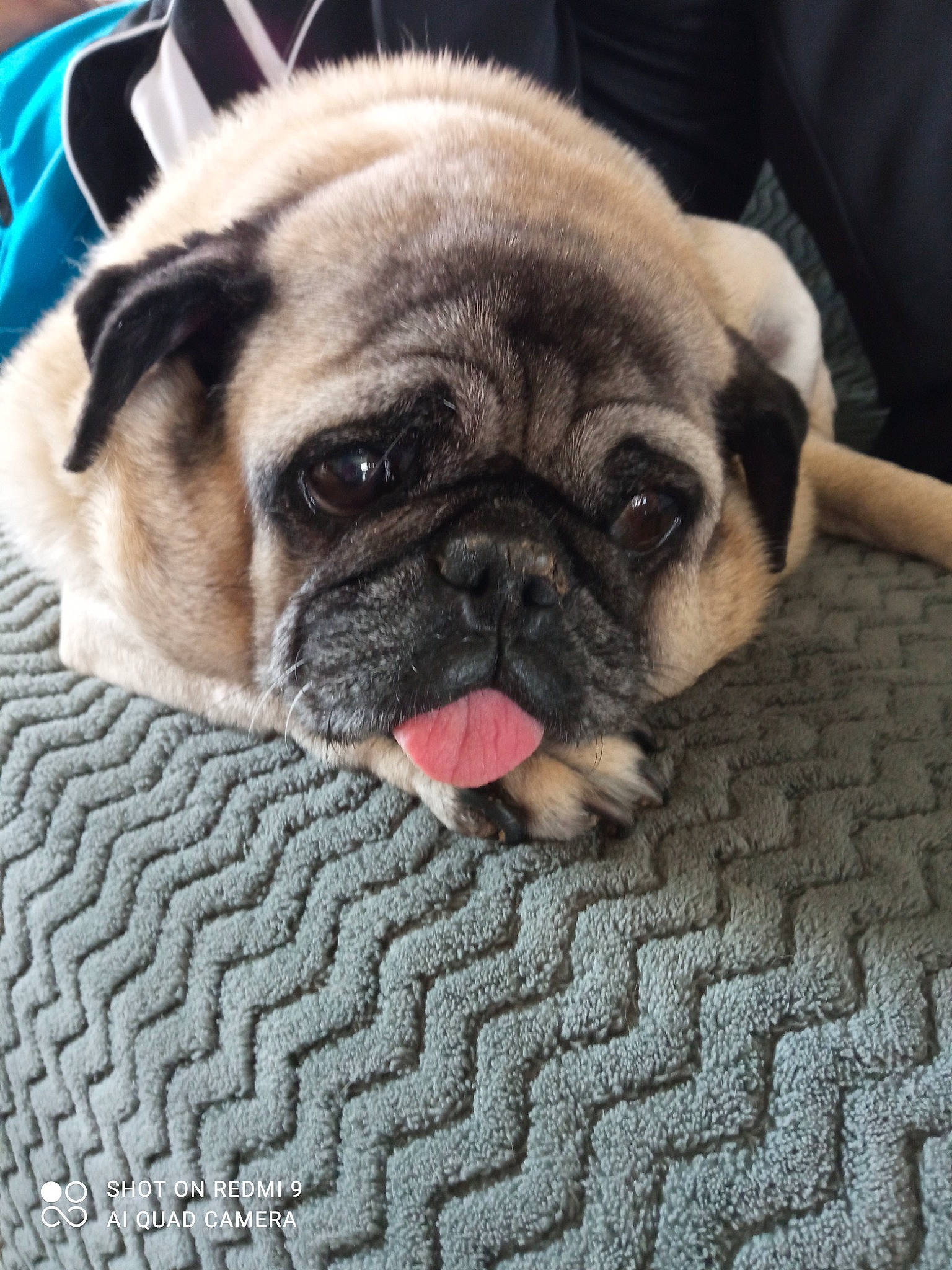 Georges participe au concours pour gagner de l'argent avec cette photo : canidae, carnivore, comfort, companion_dog, dog, dog_breed, fawn, flooring, fur, non_sporting_group, pug, puppy, puppy_love, snout, sporting_group, terrestrial_animal, toy_dog, whiskers, working_animal, wrinkle