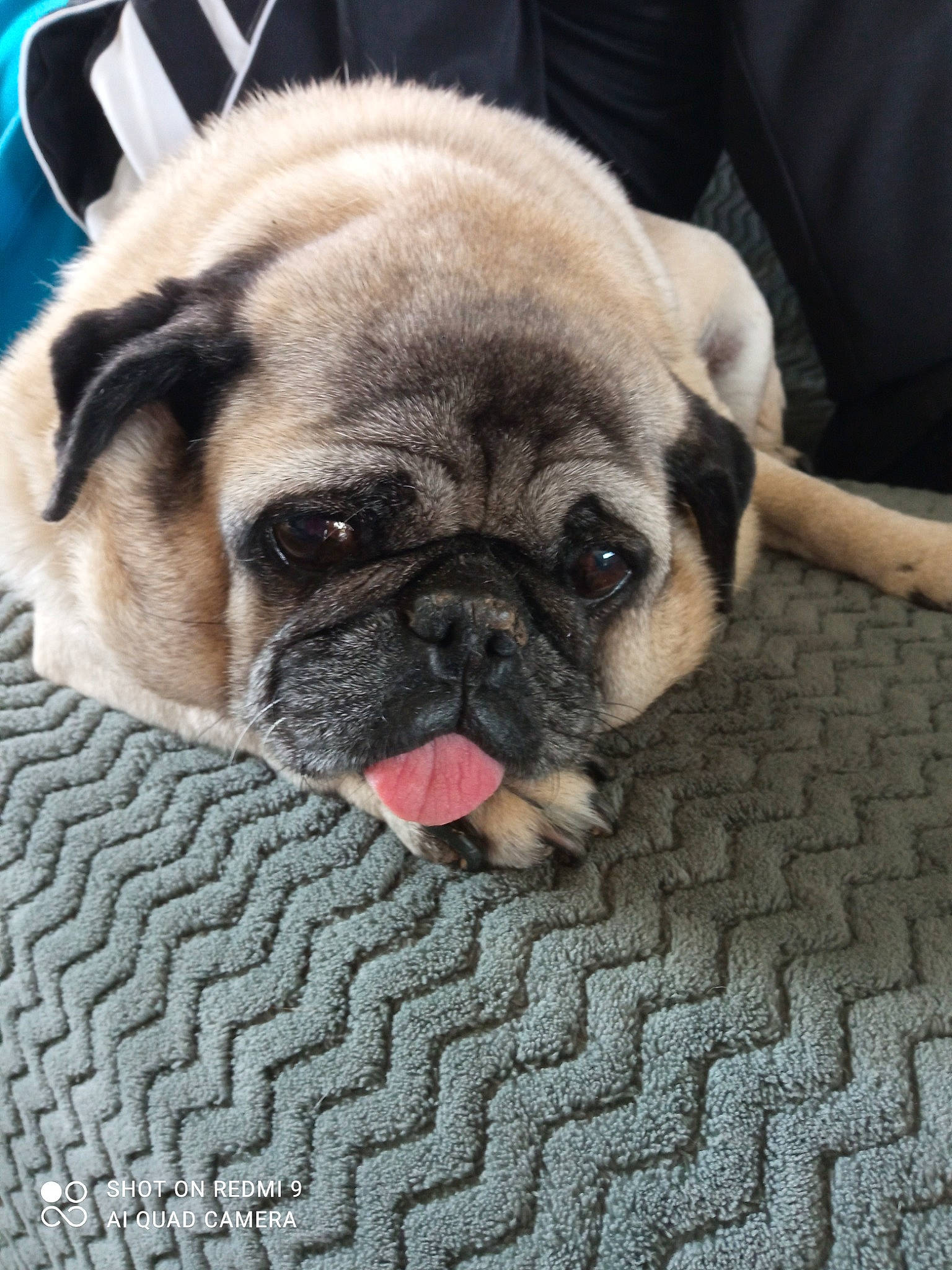 Georges a rejoint le concours — aidez-le/la à gagner de superbes lots ! ancient_dog_breeds, canidae, carnivore, companion_dog, dog, dog_breed, fawn, fur, non_sporting_group, pug, puppy, snout, sporting_group, terrestrial_animal, toy_dog, whiskers, working_animal, wrinkle