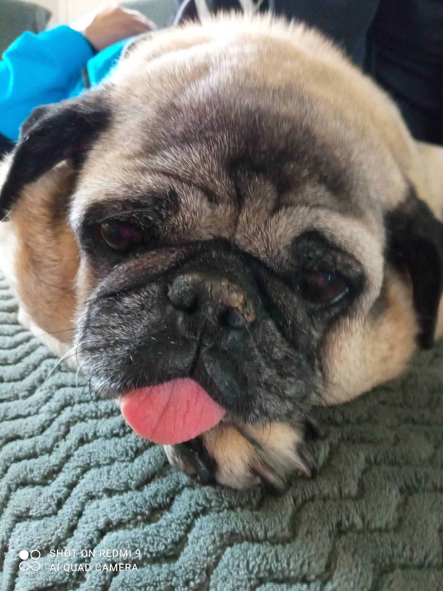 Georges a rejoint le concours — aidez-le/la à gagner de superbes lots ! canidae, carnivore, close_up, companion_dog, dog, dog_breed, ear, eye, fawn, fur, iris, nose, photograph, pug, snout, sporting_group, terrestrial_animal, toy_dog, whiskers, wrinkle