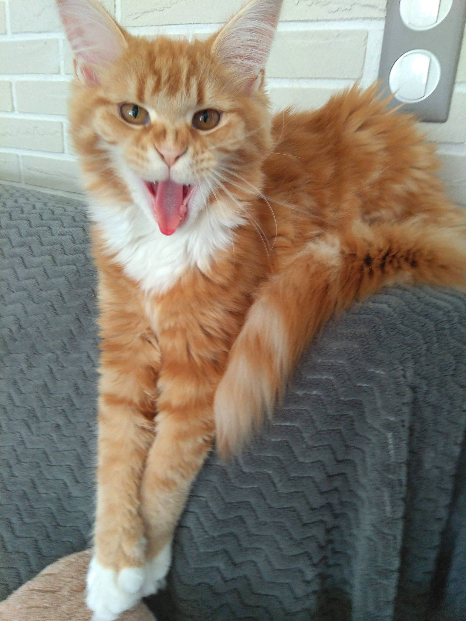 Régale a rejoint le concours — aidez-le/la à gagner de superbes lots ! carnivore, cat, claw, comfort, domestic_short_haired_cat, fawn, felidae, fur, paw, peach, sitting, small_to_medium_sized_cats, tail, terrestrial_animal, wall_plate, whiskers, window