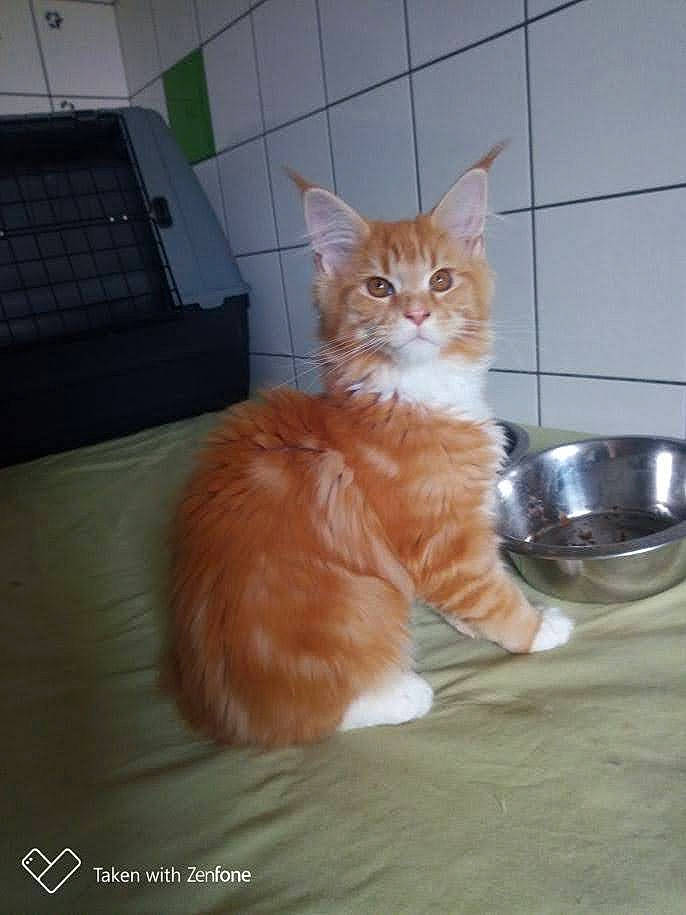 Régale a rejoint le concours — aidez-le/la à gagner de superbes lots ! bowl, box, carnivore, cat, claw, domestic_short_haired_cat, fawn, felidae, flooring, fur, hardwood, kitchen_utensil, mixing_bowl, paw, scale, serveware, small_to_medium_sized_cats, tail, whiskers, wood