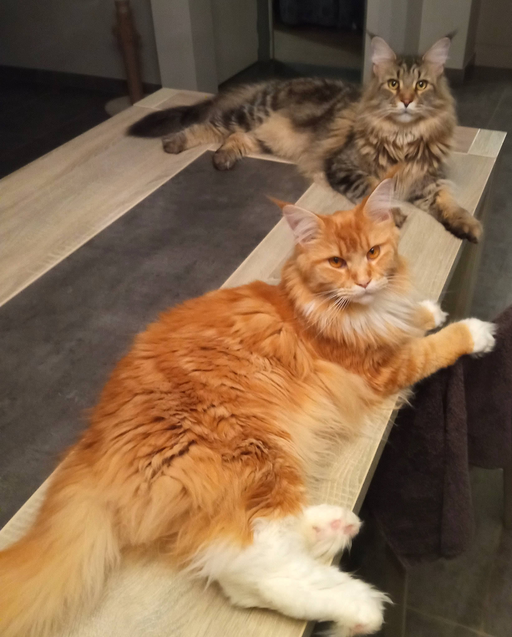 Régale a rejoint le concours — aidez-le/la à gagner de superbes lots ! carnivore, cat, claw, comfort, companion_dog, domestic_short_haired_cat, fawn, felidae, floor, flooring, fur, hardwood, mammal, paw, sitting, small_to_medium_sized_cats, snout, tail, whiskers, wood