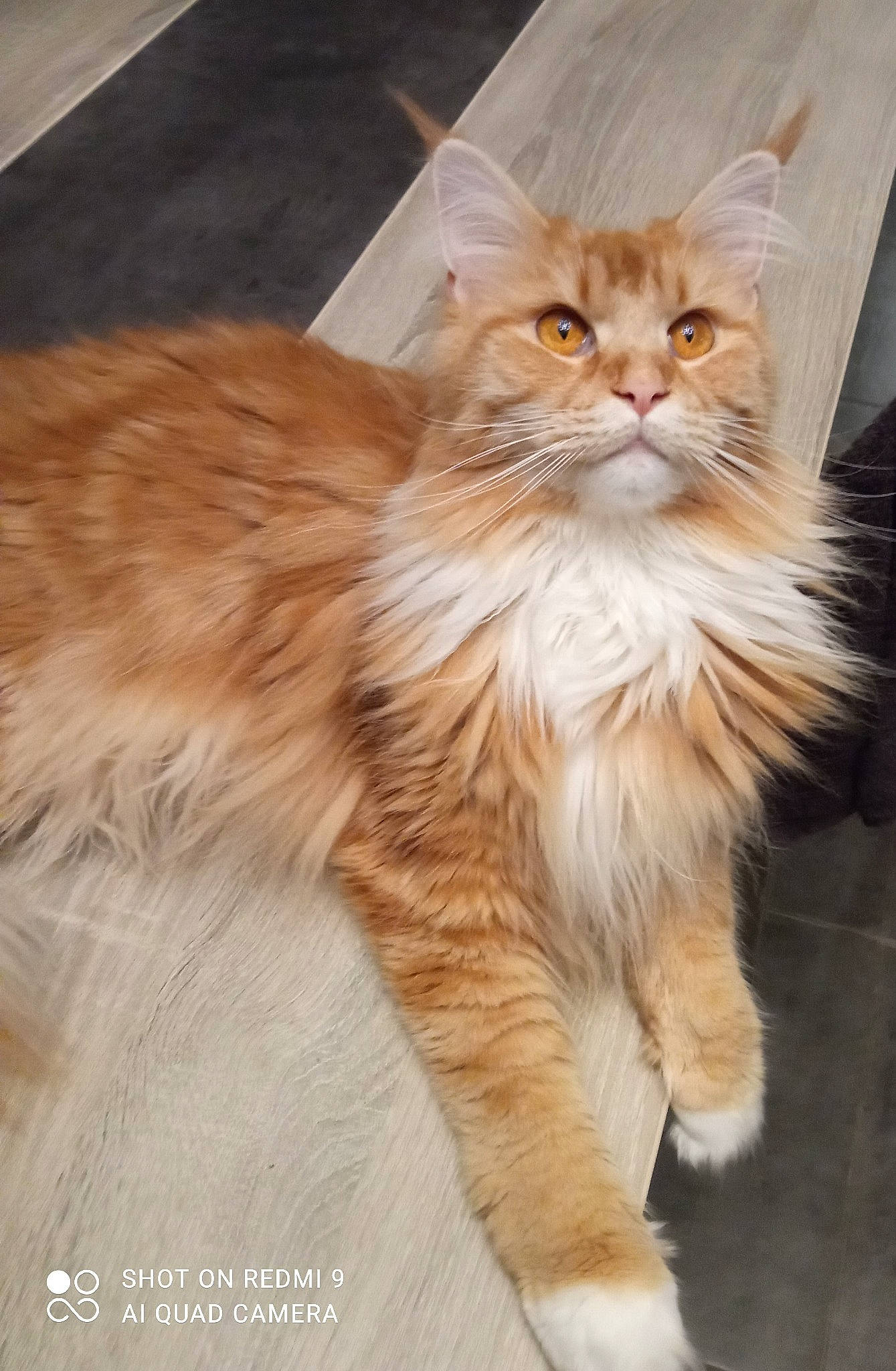 Régale participe au concours pour gagner de l'argent avec cette photo : british_longhair, carnivore, cat, claw, comfort, fawn, felidae, fur, maine_coon, paw, peach, persian, small_to_medium_sized_cats, snout, tail, terrestrial_animal, whiskers, wood