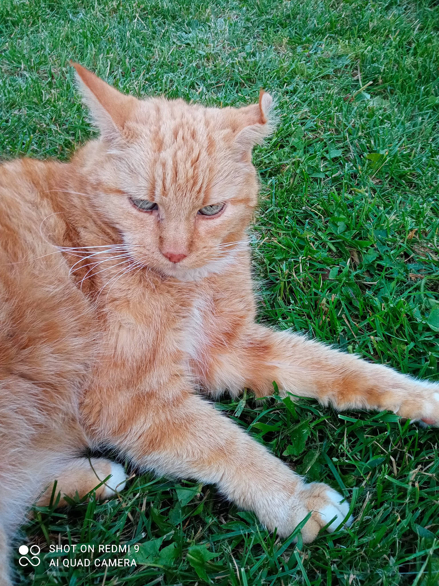 Simba participe au concours pour gagner de l'argent avec cette photo : carnivore, cat, claw, domestic_short_haired_cat, fawn, felidae, foot, fur, grass, groundcover, paw, plant, sitting, small_to_medium_sized_cats, snout, tail, terrestrial_animal, whiskers, wildlife