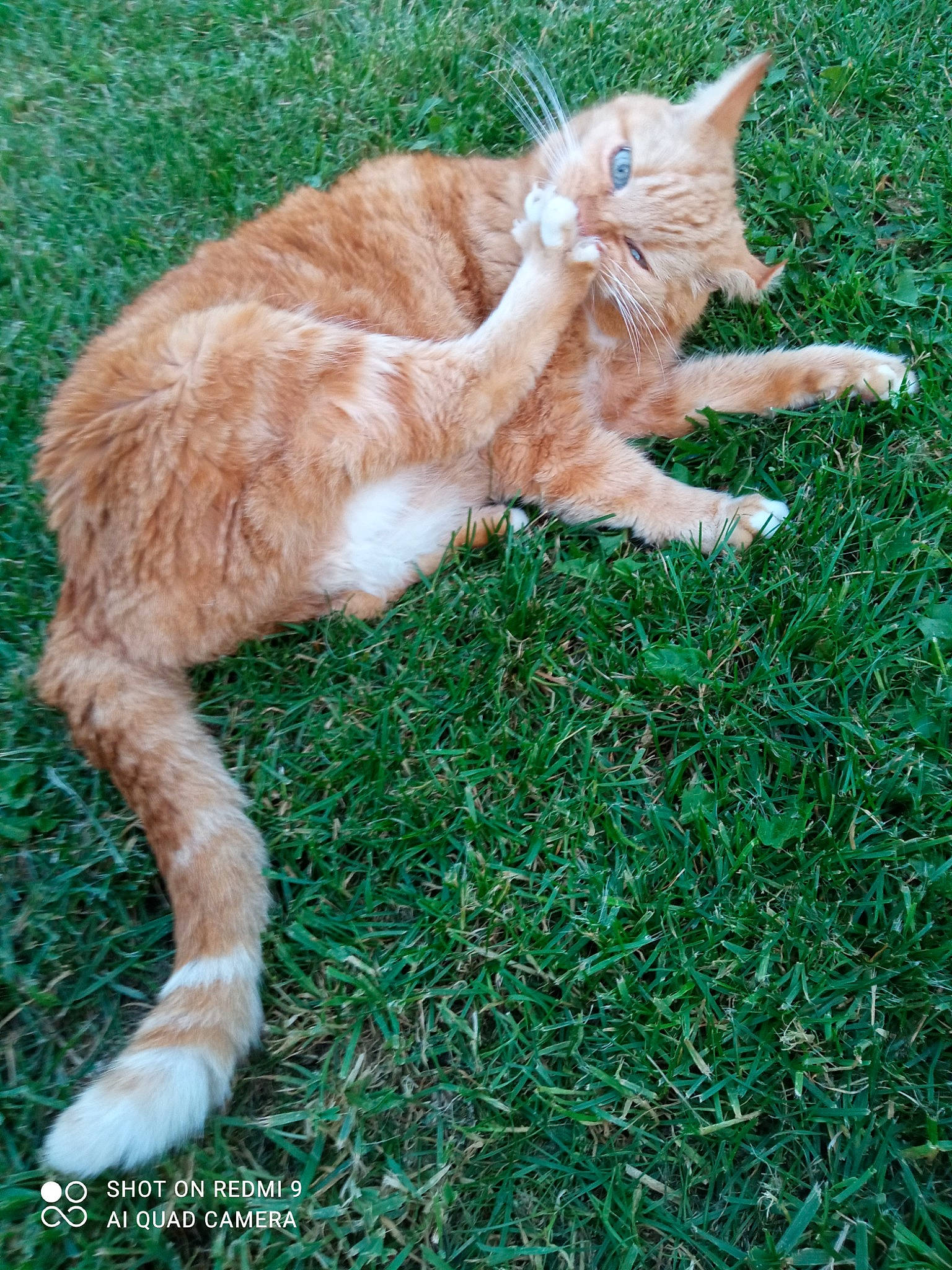 Simba participe au concours pour gagner de l'argent avec cette photo : carnivore, cat, claw, domestic_short_haired_cat, fawn, felidae, fur, grass, grassland, groundcover, plant, small_to_medium_sized_cats, tail, terrestrial_animal, whiskers, wildlife