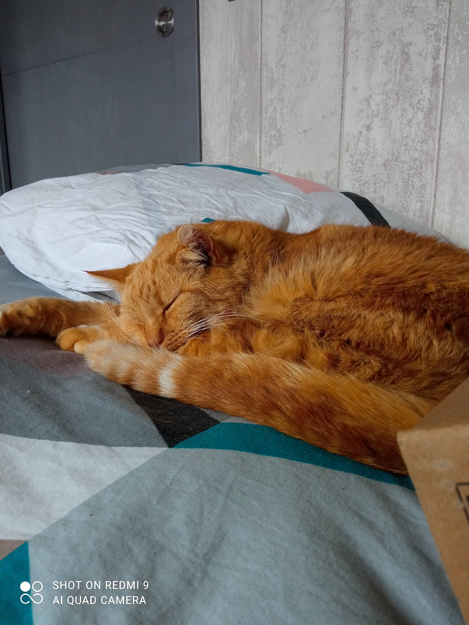 Simba participe au concours pour gagner de l'argent avec cette photo : bed, bedding, canidae, carnivore, cat, claw, comfort, companion_dog, dog_breed, domestic_short_haired_cat, fawn, felidae, fur, linens, mammal, small_to_medium_sized_cats, sporting_group, tail, whiskers, wood