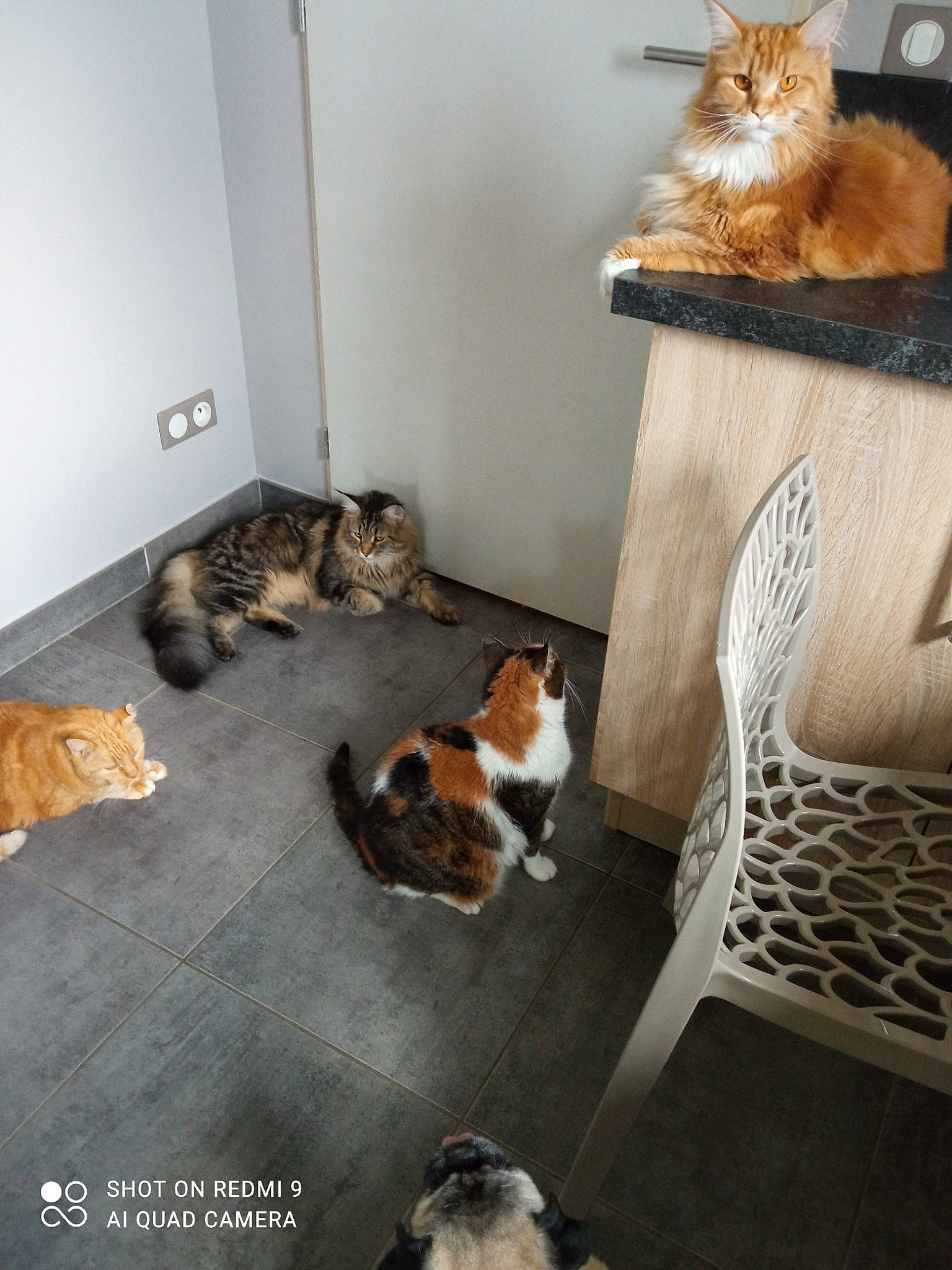 Simba a rejoint le concours — aidez-le/la à gagner de superbes lots ! brown, carnivore, cat, cat_supply, chair, comfort, companion_dog, domestic_short_haired_cat, fawn, felidae, floor, flooring, fur, hardwood, interior_design, room, small_to_medium_sized_cats, tail, whiskers, wood