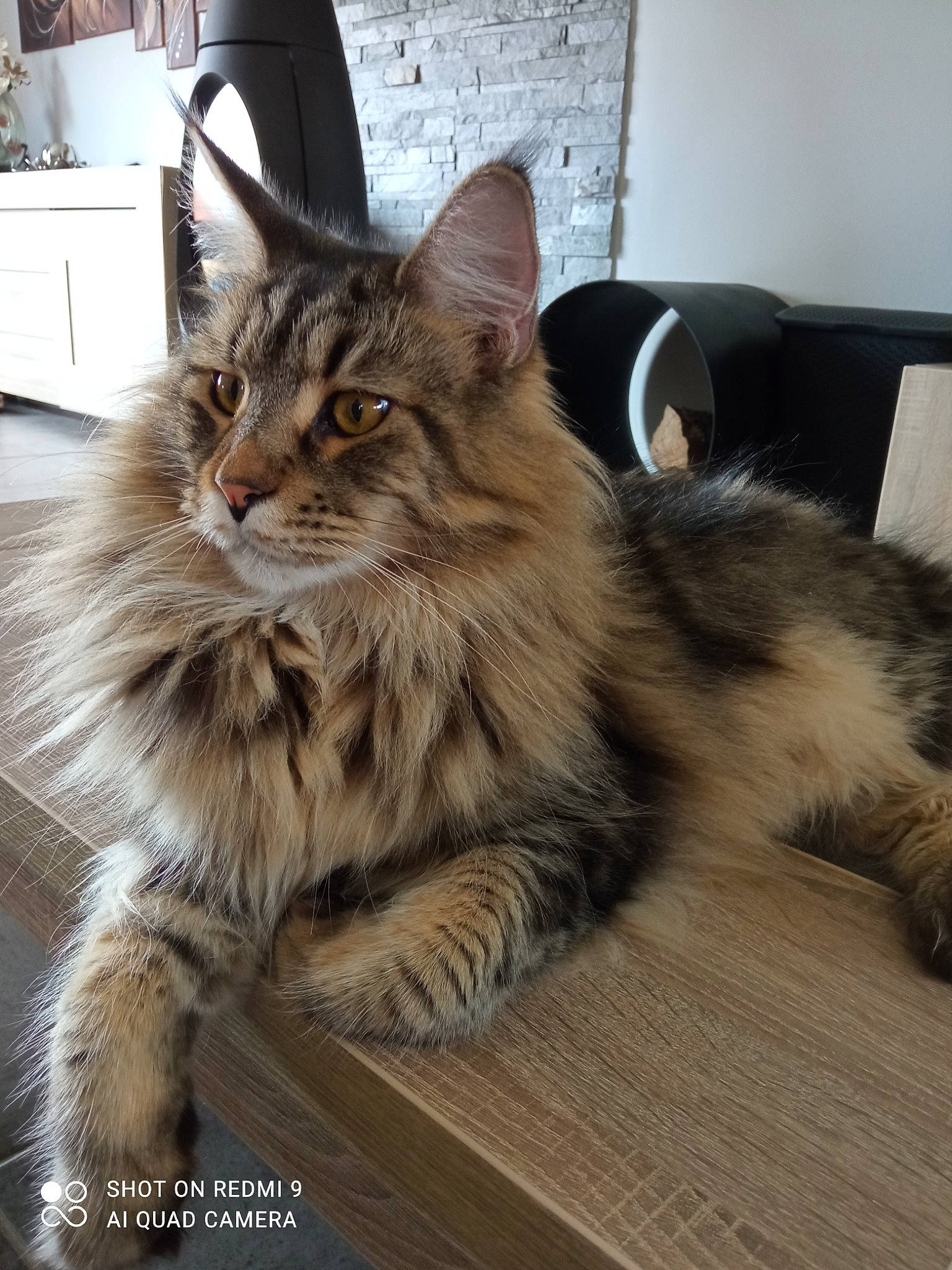 Rescue participe au concours pour gagner de l'argent avec cette photo : box, cabinetry, carnivore, cat, claw, comfort, domestic_short_haired_cat, drawer, felidae, flooring, fur, hardwood, maine_coon, paw, plant, small_to_medium_sized_cats, snout, tail, terrestrial_animal, whiskers