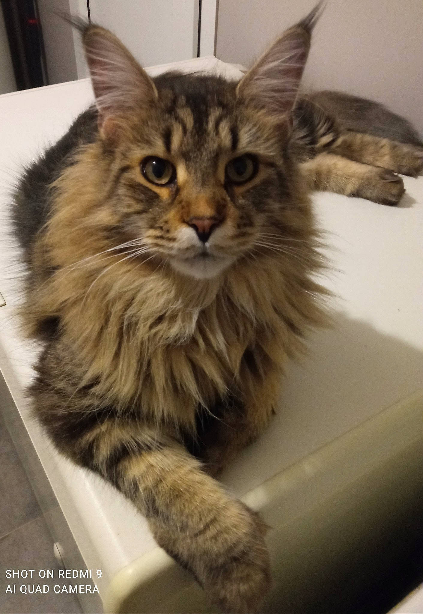 Rescue a rejoint le concours — aidez-le/la à gagner de superbes lots ! box, british_longhair, carnivore, cat, claw, domestic_short_haired_cat, felidae, fur, maine_coon, siberian, small_to_medium_sized_cats, snout, terrestrial_animal, whiskers