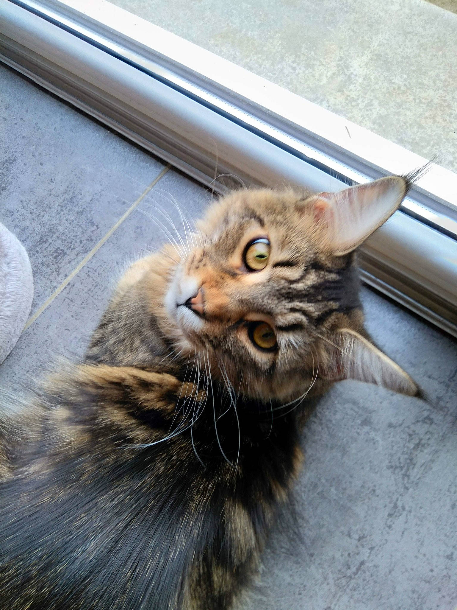 Rescue participe au concours pour gagner de l'argent avec cette photo : carnivore, cat, claw, domestic_short_haired_cat, fawn, felidae, fur, paw, road_surface, sitting, small_to_medium_sized_cats, snout, tail, terrestrial_animal, whiskers, wildlife, window, wood