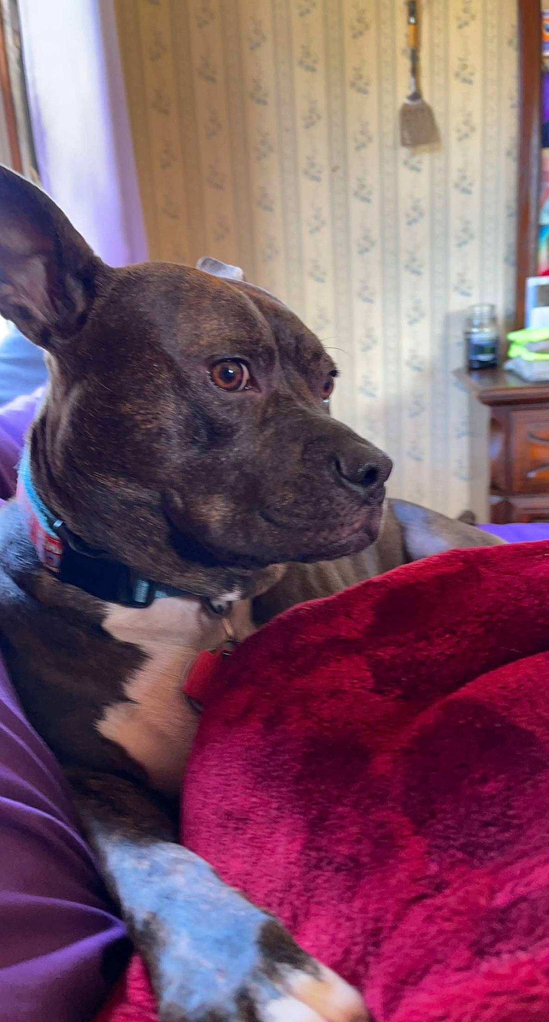 Gizmo joined the competition — help win amazing prizes! cabinetry, canidae, carnivore, chest_of_drawers, collar, comfort, companion_dog, cupboard, dog, dog_breed, dog_collar, drawer, ear, fawn, fur, magenta, shelf, snout, whiskers, working_animal