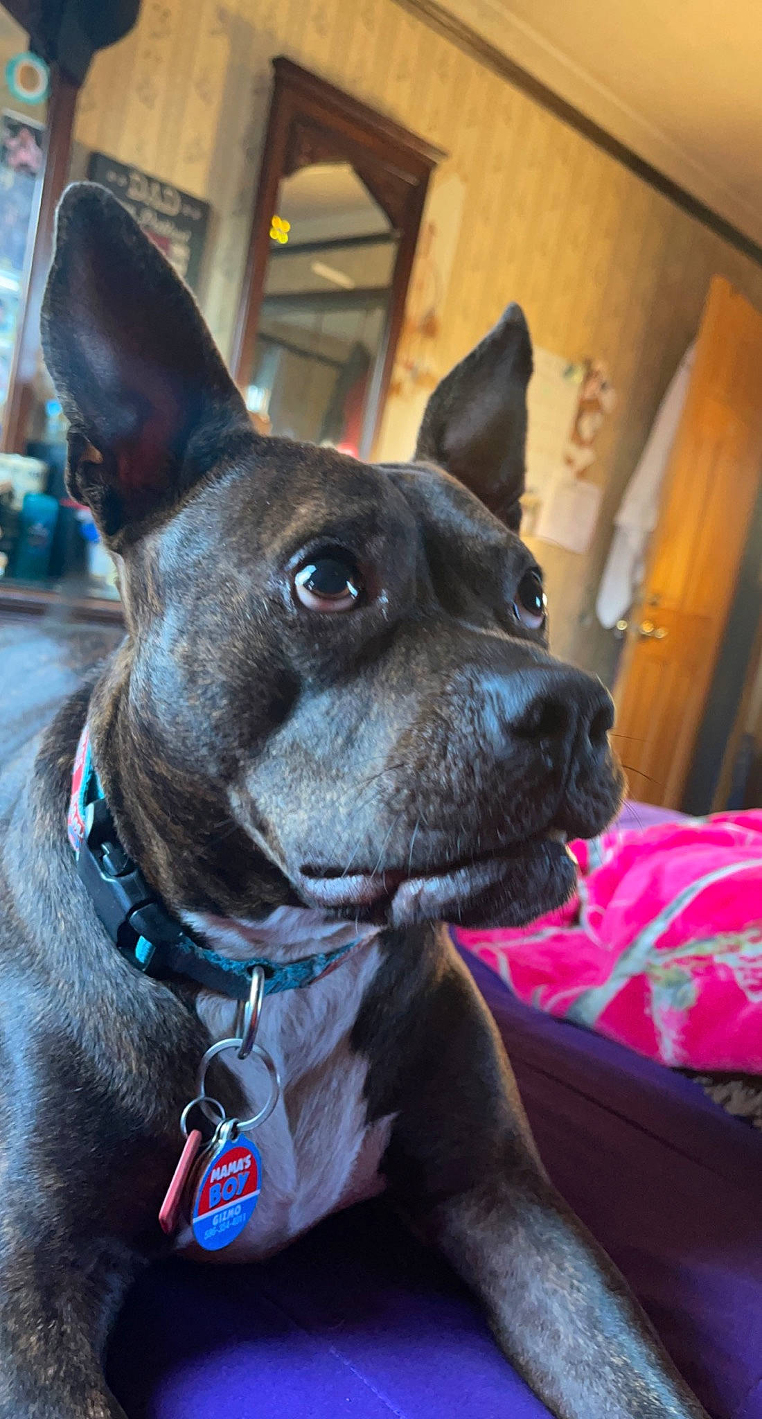 Gizmo joined the competition — help win amazing prizes! ancient_dog_breeds, canidae, carnivore, collar, companion_dog, dog, dog_breed, dog_collar, ear, electric_blue, fashion_accessory, fawn, fur, non_sporting_group, pet_supply, sporting_group, whiskers, working_animal, working_dog